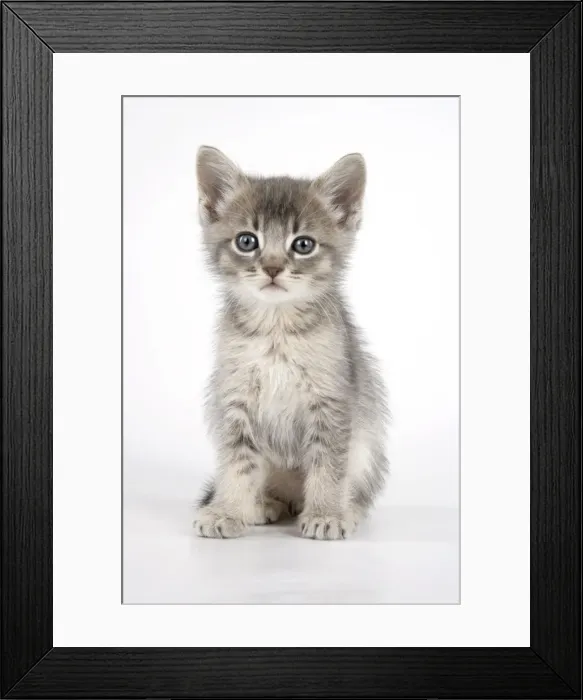 Framed Print : Cat - 6 week old Somali cross Asian kitten Framed Print : Cat - 6 week old Somali cross Asian kitten