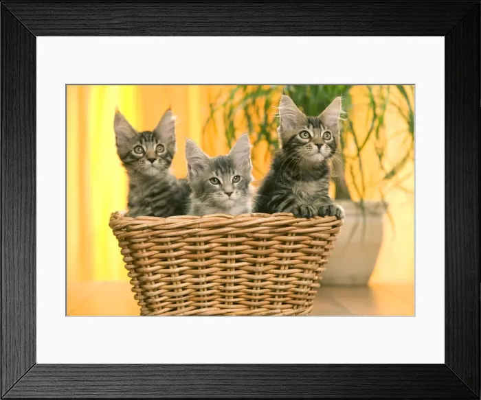 Framed Print : Cat - three Maine Coon kittens in basket