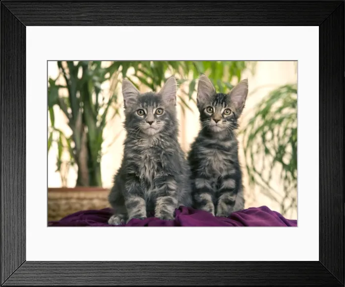 Framed Print : Cat - Maine Coon - two kittens Framed Print : Cat - Maine Coon - two kittens