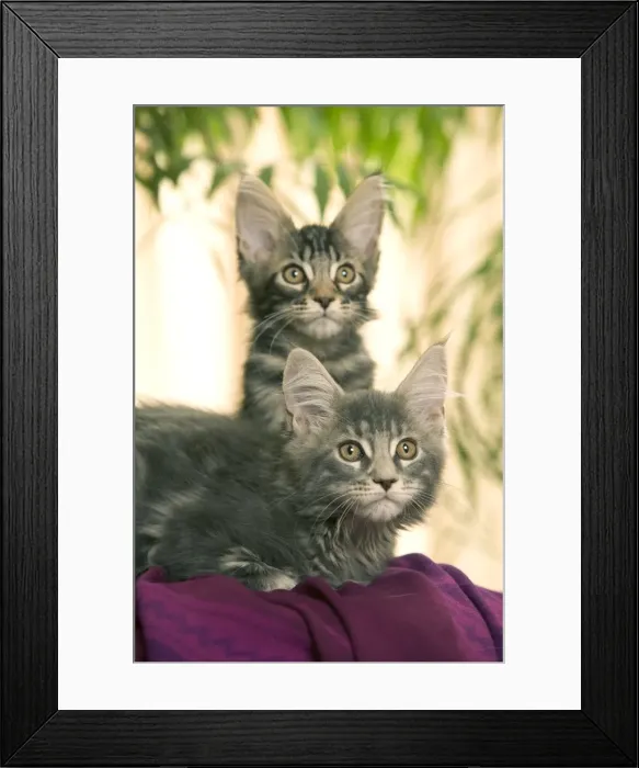Framed Print : Cat - Maine Coon - two kittens Framed Print : Cat - Maine Coon - two kittens