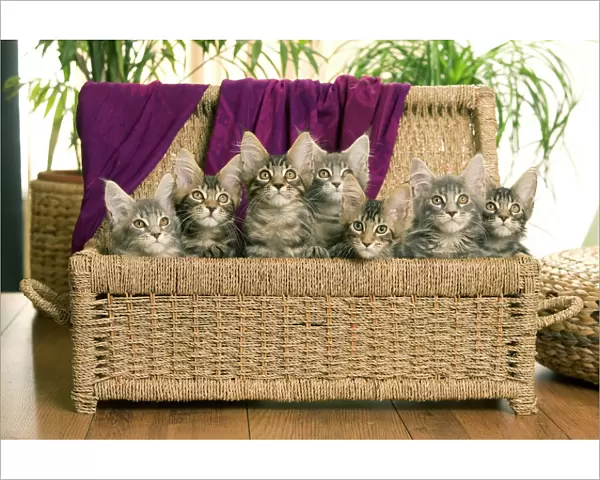 Cat - Maine Coon - group of seven kittens in basket