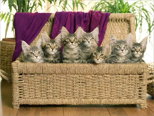 Cat - Maine Coon - group of seven kittens in basket