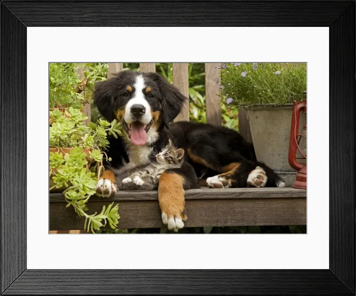 Framed Print : Dog - 3 month old Bernese Mountain Dog puppy on garden bench with 2 month old tabby kitten Framed Print : Dog - 3 month old Bernese Mountain Dog puppy on garden bench with 2 month old tabby kitten
