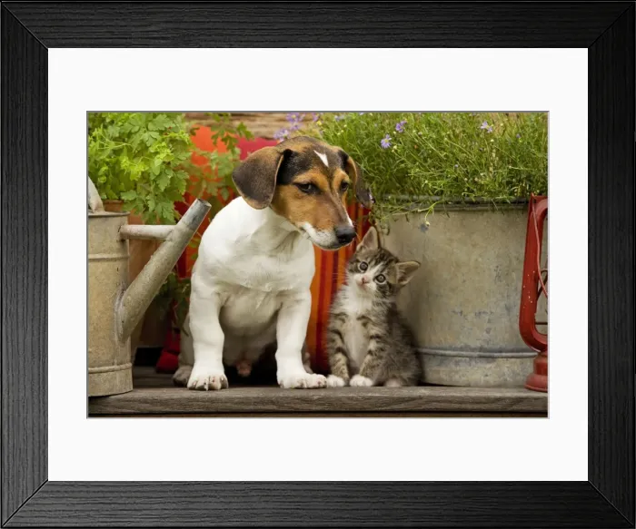 Framed Print : Dog - Jack Russell Terrier puppy (3 months old) with two month old kitten Framed Print : Dog - Jack Russell Terrier puppy (3 months old) with two month old kitten
