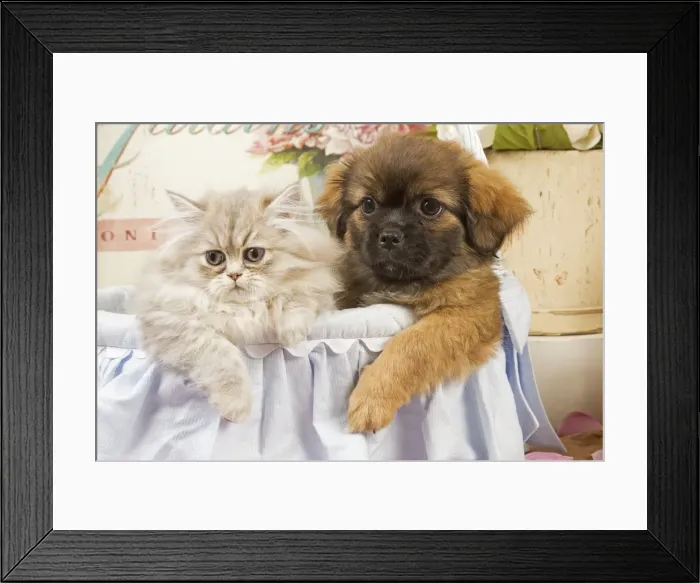 Framed Print : Persian Cat with Tibetan Spaniel puppy