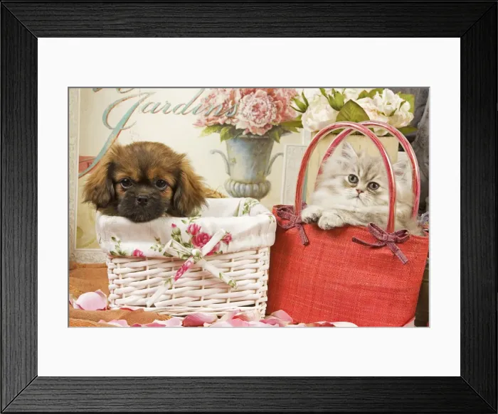 Framed Print : Persian Cat with Tibetan Spaniel puppy in baskets Framed Print : Persian Cat with Tibetan Spaniel puppy in baskets