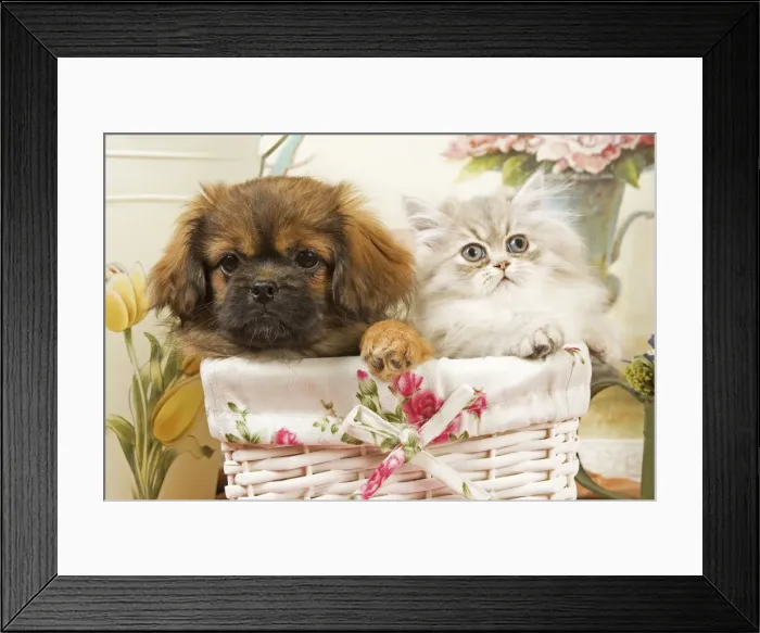 Framed Print : Persian Cat with Tibetan Spaniel puppy in basket Framed Print : Persian Cat with Tibetan Spaniel puppy in basket