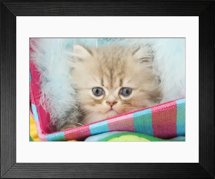 Framed Print : Cat - kitten in basket Framed Print : Cat - kitten in basket