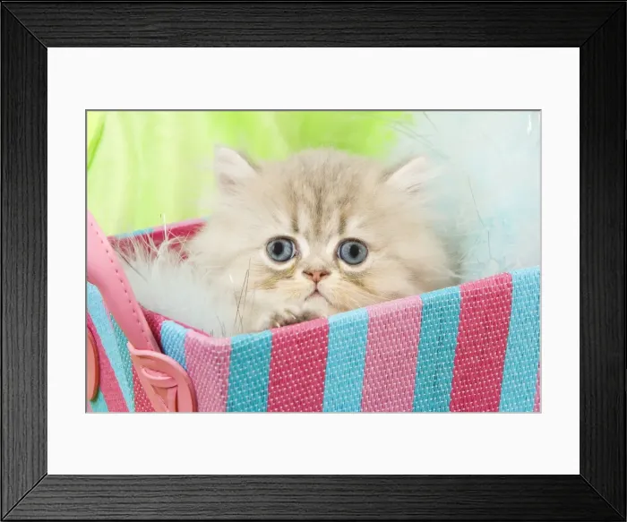 Framed Print : Cat - Persian kitten in basket Framed Print : Cat - Persian kitten in basket