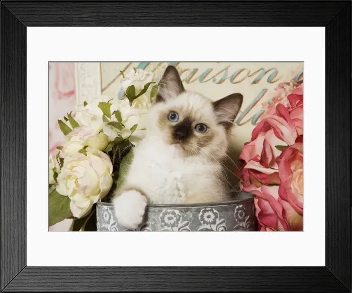 Framed Print : Cat - Ragdoll Seal Kitten