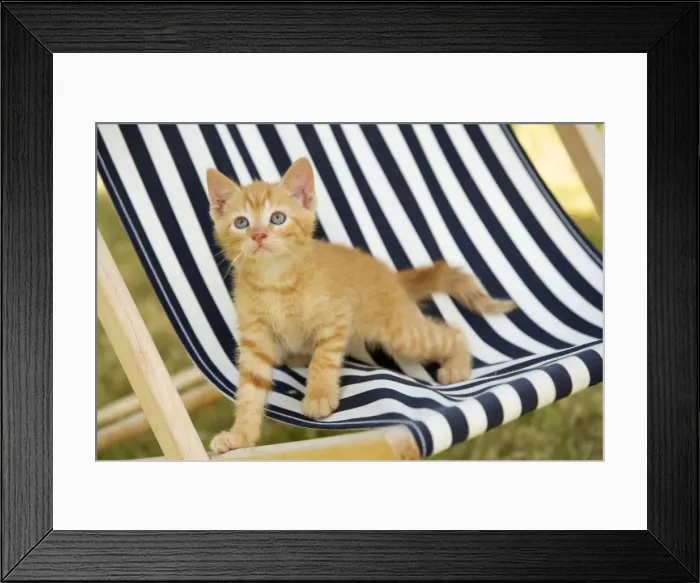 Framed Print : Cat - Ginger kitten on deckchair Framed Print : Cat - Ginger kitten on deckchair