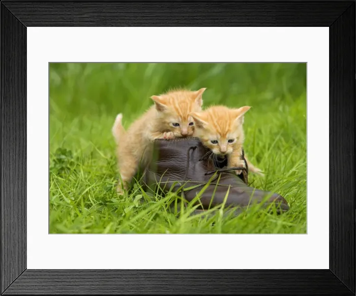 Framed Print : Cat - ginger kittens playing with person's shoe Framed Print : Cat - ginger kittens playing with person's shoe