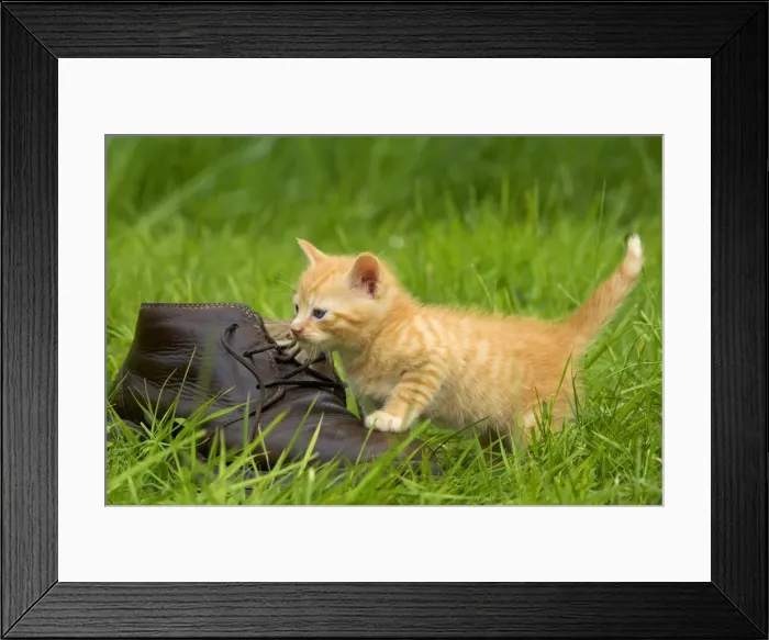 Framed Print : Cat - ginger kitten playing with person's shoe Framed Print : Cat - ginger kitten playing with person's shoe