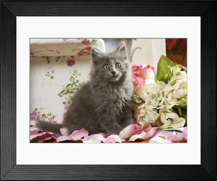 Framed Print : Grey Kitten - two months old Framed Print : Grey Kitten - two months old