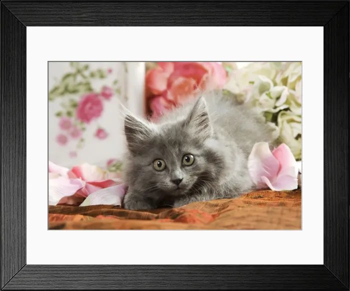 Framed Print : Grey Kitten - two months old