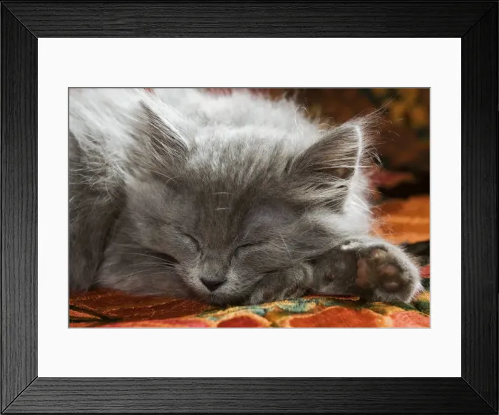 Framed Print : Cat - Grey Kitten - two months old sleeping Framed Print : Cat - Grey Kitten - two months old sleeping