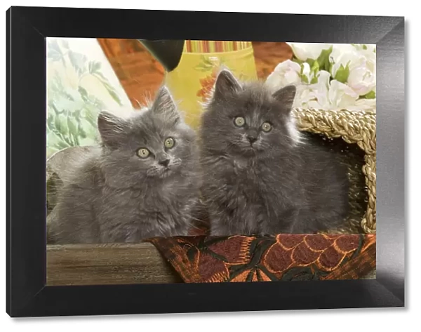 Cat - two Grey Kittens