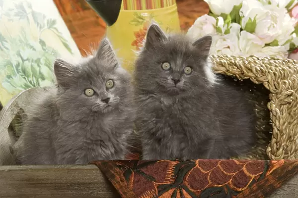 Cat - two Grey Kittens