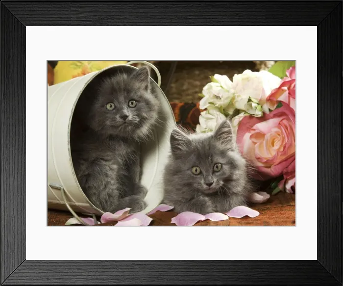 Framed Print : Cat - two Grey Kittens Framed Print : Cat - two Grey Kittens