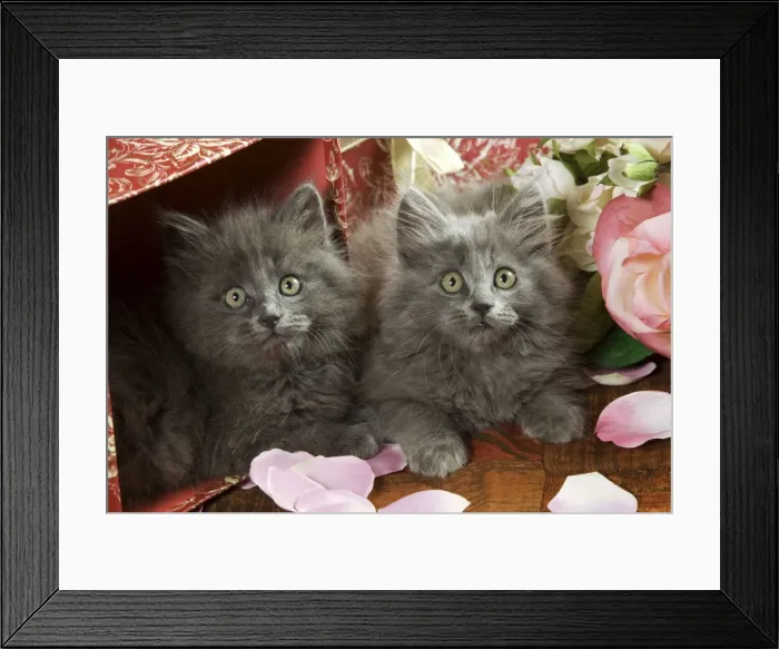 Framed Print : Cat - two Grey Kittens Framed Print : Cat - two Grey Kittens