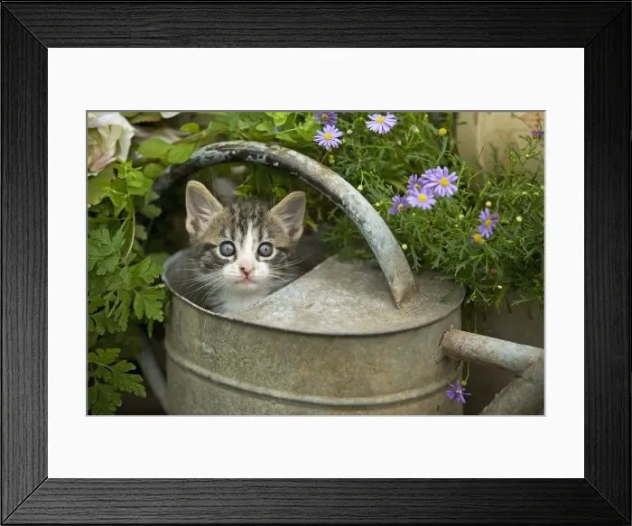 Framed Print : Cat - 8 week old kitten in watering can Framed Print : Cat - 8 week old kitten in watering can