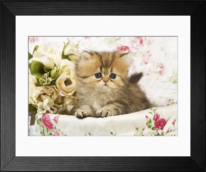 Framed Print : Cat -kitten in basket Framed Print : Cat -kitten in basket