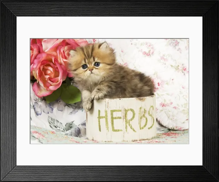 Framed Print : Cat -kitten in pot Framed Print : Cat -kitten in pot