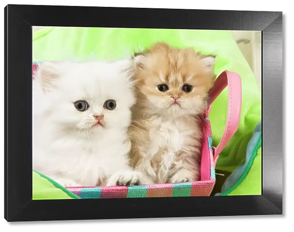 Cat - Persian kittens