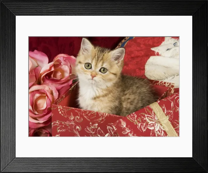 Framed Print : Cat - British Short-hair kitten Framed Print : Cat - British Short-hair kitten