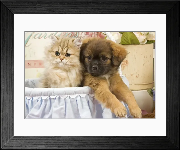 Framed Print : Cat - Persian kitten with Tibetan spaniel puppy Framed Print : Cat - Persian kitten with Tibetan spaniel puppy