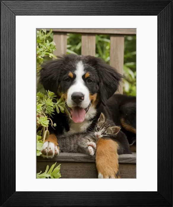 Framed Print : Bernese Mountain Dog - three month of puppy with two month old tabby kitten Framed Print : Bernese Mountain Dog - three month of puppy with two month old tabby kitten