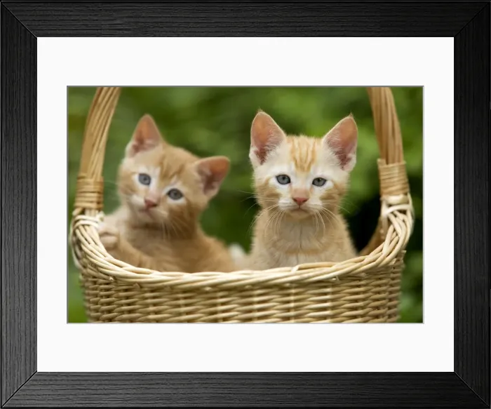 Framed Print : Cat - ginger tabby kittens in basket Framed Print : Cat - ginger tabby kittens in basket