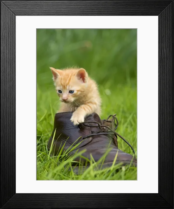 Framed Print : Cat - ginger kitten in boot Framed Print : Cat - ginger kitten in boot