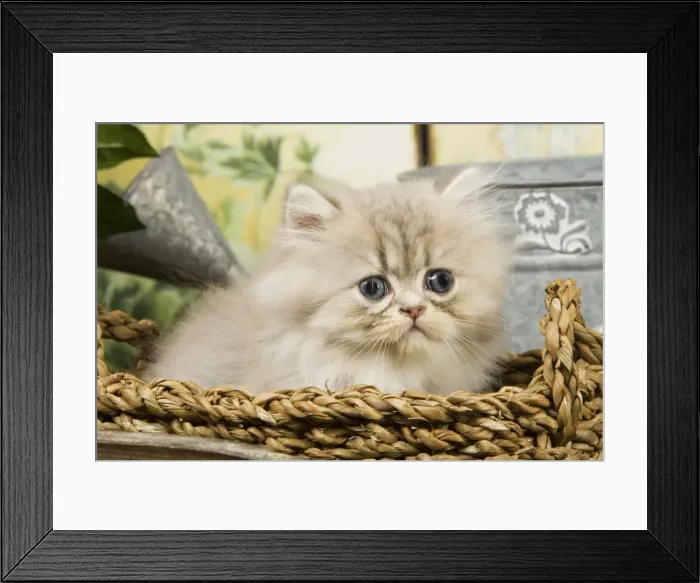 Framed Print : Cat - Blue Shaded Persian Kitten - in basket Framed Print : Cat - Blue Shaded Persian Kitten - in basket