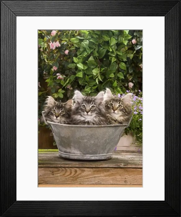 Framed Print : Norwegian Forest Cat - three kittens in tin pail Framed Print : Norwegian Forest Cat - three kittens in tin pail