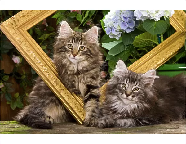 Norwegian Forest Cat - two kittens with picture frame & flowers