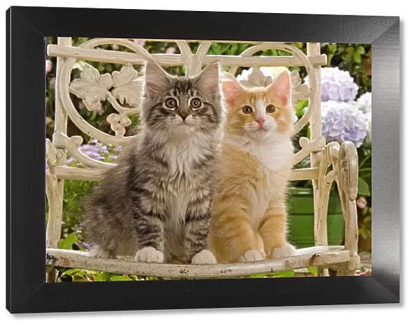 Norwegian Forest Cat - two kittens sitting on chair & flowers