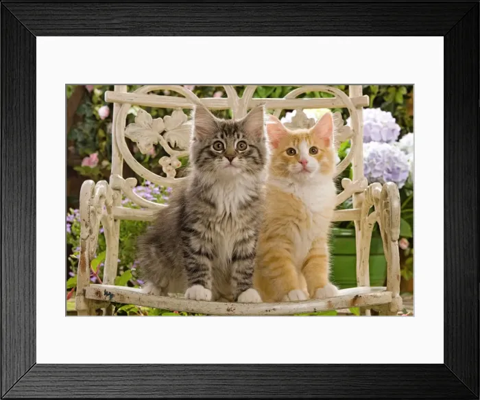 Framed Print : Norwegian Forest Cat - two kittens sitting on chair & flowers Framed Print : Norwegian Forest Cat - two kittens sitting on chair & flowers