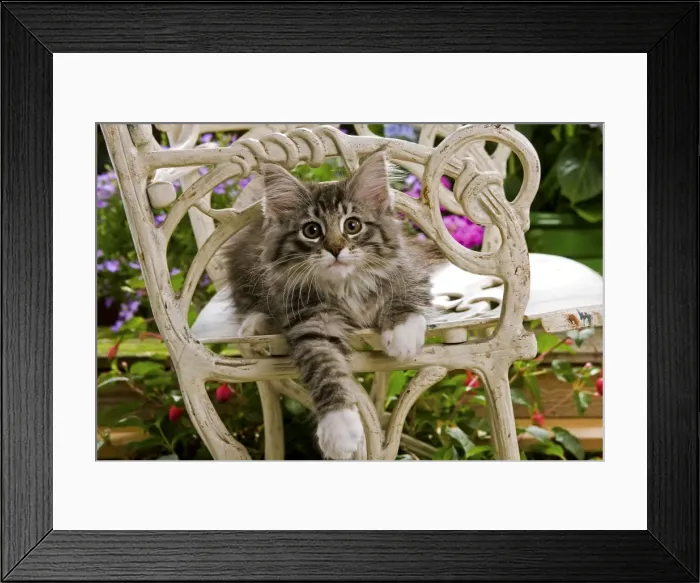 Framed Print : Norwegian Forest Cat - kitten sitting on chair with flowers Framed Print : Norwegian Forest Cat - kitten sitting on chair with flowers