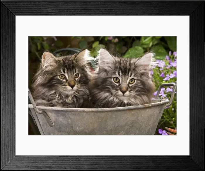 Framed Print : Norweigan Forest Cat - two in metal planter with flowers Framed Print : Norweigan Forest Cat - two in metal planter with flowers