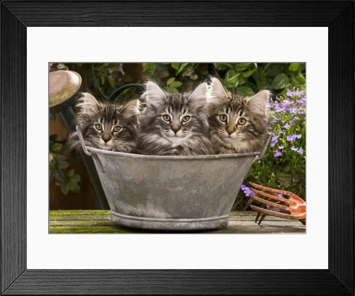 Framed Print : Norweigan Forest Cat - three in metal planter with flowers Framed Print : Norweigan Forest Cat - three in metal planter with flowers
