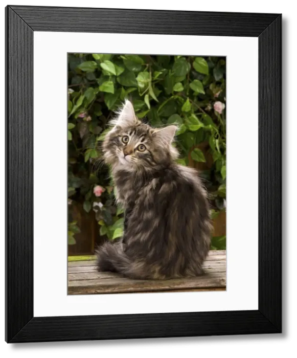 Framed Print : Norweigan Forest Cat - sitting Framed Print : Norweigan Forest Cat - sitting