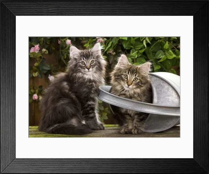 Framed Print : Norweigan Forest Cat - two kittens with watering can Framed Print : Norweigan Forest Cat - two kittens with watering can