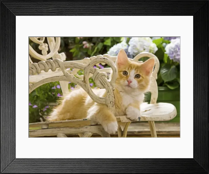 Framed Print : Norweigan Forest Cat - on chair Framed Print : Norweigan Forest Cat - on chair