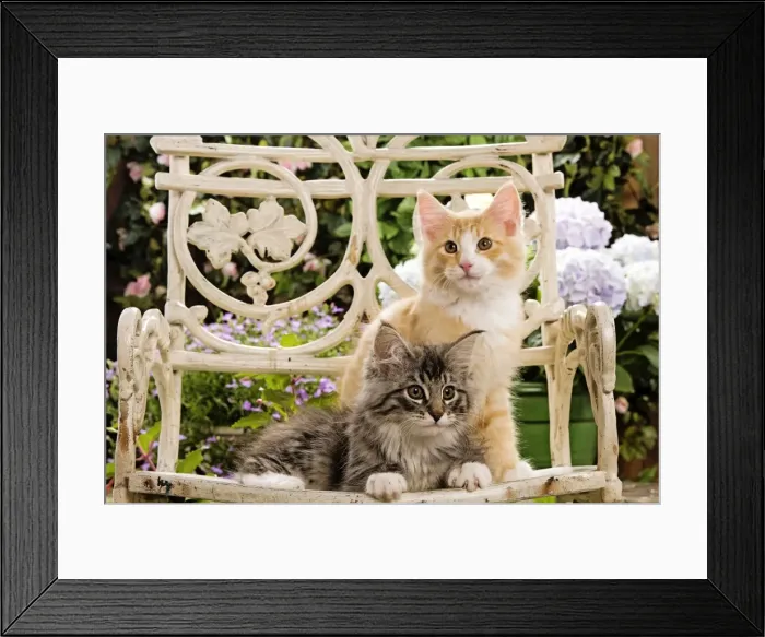 Framed Print : Norweigan Forest Cat - two kittens on chair Framed Print : Norweigan Forest Cat - two kittens on chair