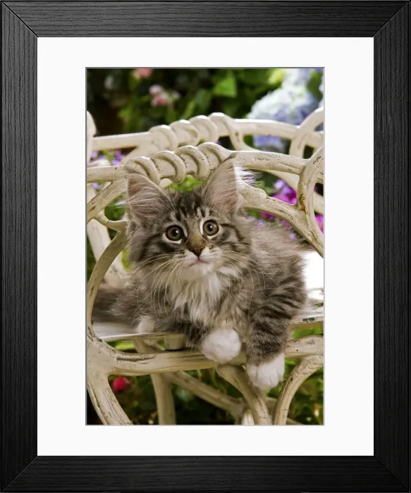 Framed Print : Norweigan Forest Cat - kitten on chair Framed Print : Norweigan Forest Cat - kitten on chair