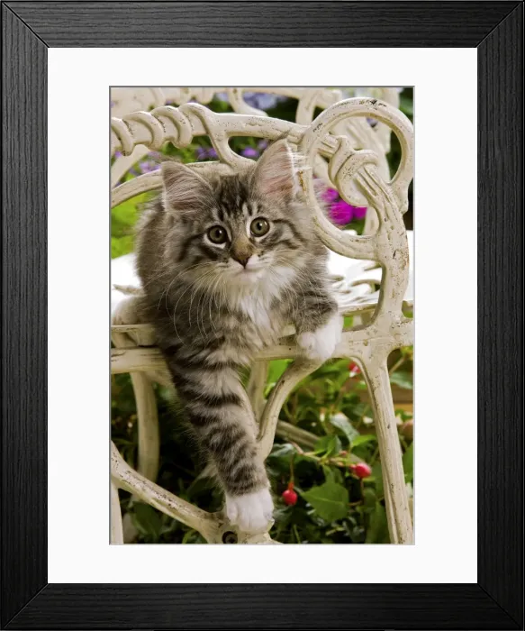 Framed Print : Norweigan Forest Cat - kitten on chair Framed Print : Norweigan Forest Cat - kitten on chair