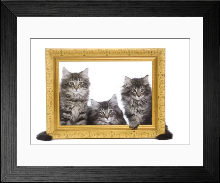 Framed Print : Norweigan Forest Cat - three kittens in studio looking through picture frame Framed Print : Norweigan Forest Cat - three kittens in studio looking through picture frame