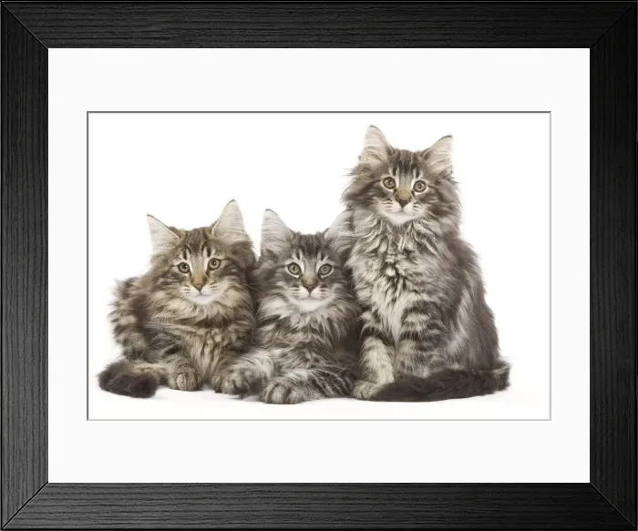 Framed Print : Norweigan Forest Cat - three kittens in studio Framed Print : Norweigan Forest Cat - three kittens in studio