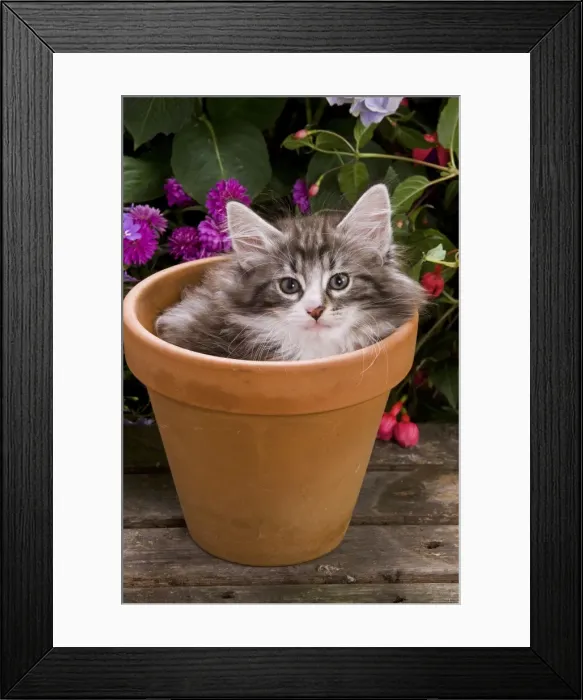Framed Print : Cat - Norwegian forest kitten in flowerpot with flowers Framed Print : Cat - Norwegian forest kitten in flowerpot with flowers